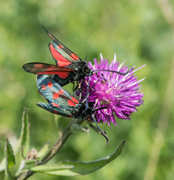 Close-up of butterfly pollinating on flower