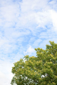 Low angle view of tree against cloudy sky