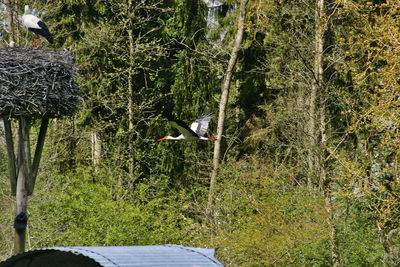 Bird flying over a forest