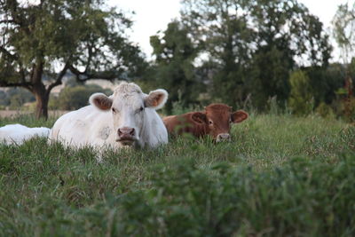 French cows in field