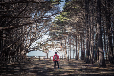 Rear view of woman walking along bare trees