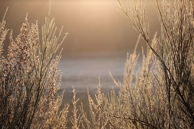 Close-up of plants during sunset