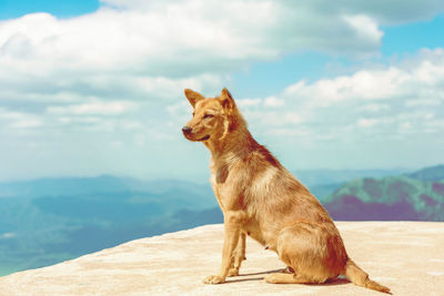 Side view of a cat looking away against sky