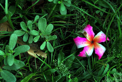 Close-up of pink flowering plants on land