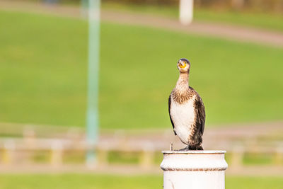 Close-up of bird perching on metal railing