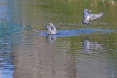 Birds flying over lake