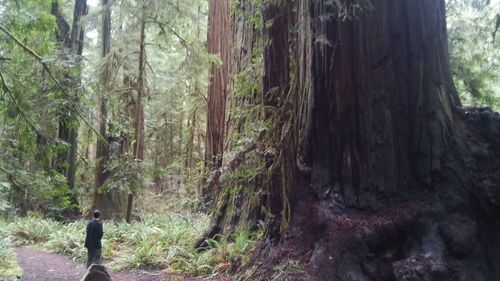 Trees in forest