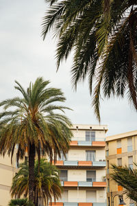 palm tree