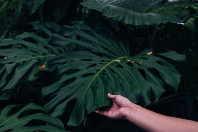 Close-up of hand touching plant