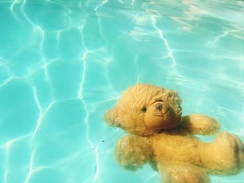 Teddy bear in swimming pool on sunny day