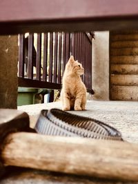 Cat sitting on wood