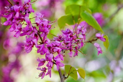 Close-up of pink flowers