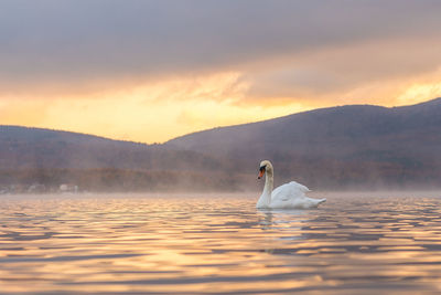 Swans swimming on lake against cloudy sky during sunset