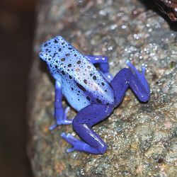 Close-up of turtle on rock