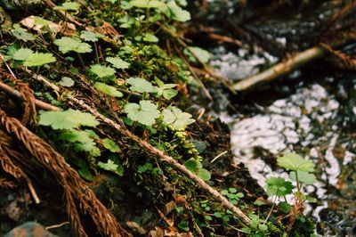 Close-up of plants growing in forest