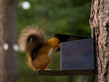 Squirrel sticking head into feeder