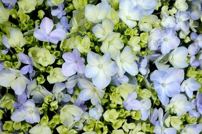 Full frame shot of purple flowers