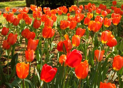 Close-up of poppies blooming in field