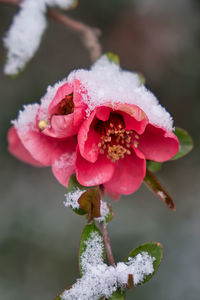 Close-up of frozen plant