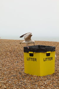 Seagull scavenging a beach bin 