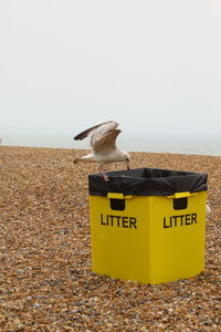 Seagull on a land