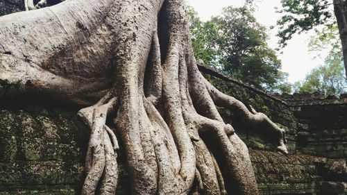 Low angle view of trees growing against sky