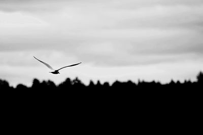 Silhouette bird flying in sky