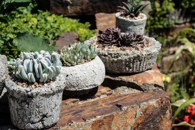  a variety of succulent stone planters on top of a stone wall 