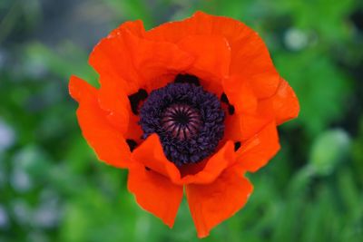 Close-up of orange flower