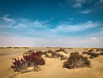 Scenic view of desert against sky