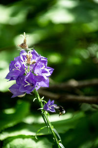 Close-up of bee on purple flower