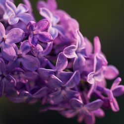 Close-up of purple flowers blooming outdoors