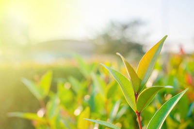 Close-up of plant growing on field
