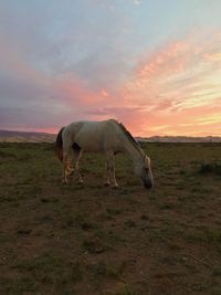 Horse grazing in a field