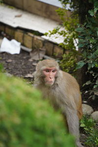 Monkey sitting on tree