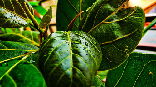 Close-up of green leaf