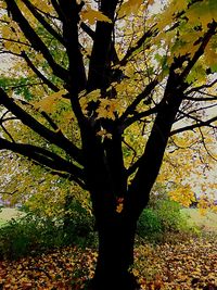 Trees in park