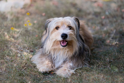 Beautiful fluffy dog watching at the camera