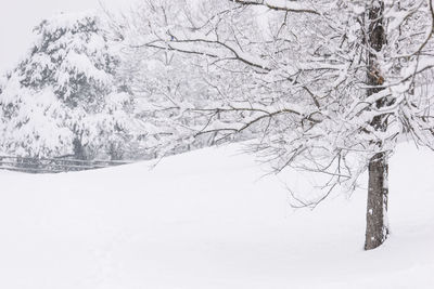 Snow covered tree against sky