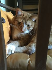 Close-up portrait of a cat at home