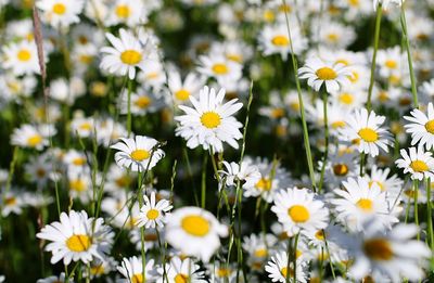 Close-up of white daisy flowers