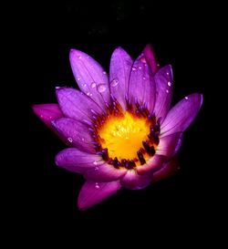 Close-up of water lily blooming against black background