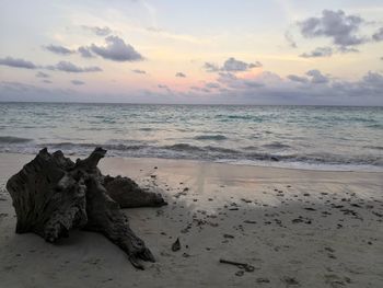 Driftwood on beach against sky during sunset