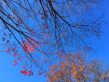 Low angle view of tree against sky