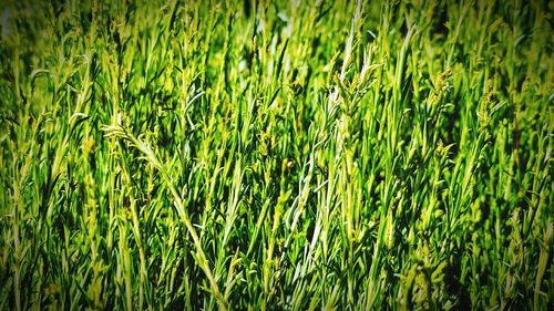 Full frame shot of grass on field