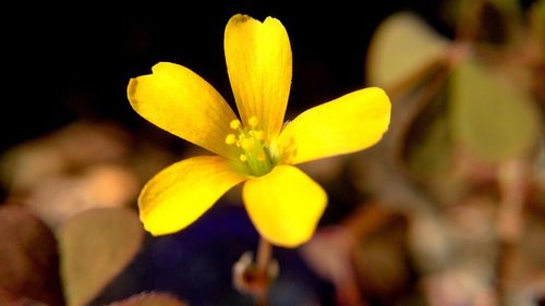 Close-up of yellow flowering plant