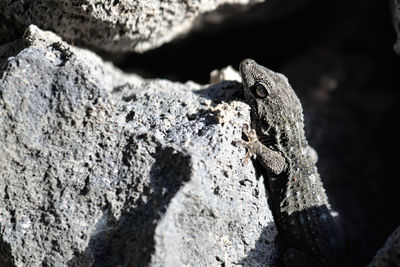 Close-up of lizard on rock