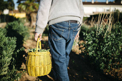 Back view of senior man carrying basket with harvested beans