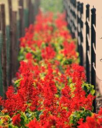 Close-up of red flowers