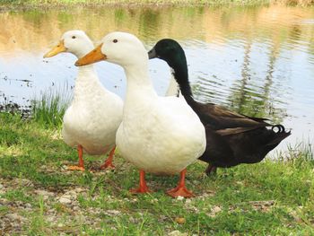 Ducks on lakeshore